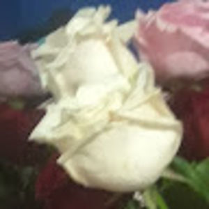 Meet your Posher, Kenisha